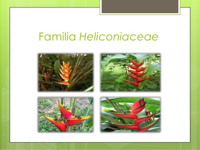 familia heliconiaceae